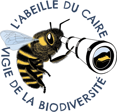 L'abeille du Caire